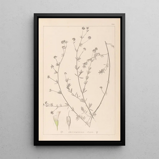 Louis Antoine Cusin - Herbier de la flore franaise Pl0376.webp