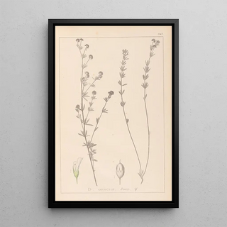 Louis Antoine Cusin - Herbier de la flore franaise Pl0377.webp