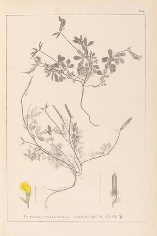 Louis Antoine Cusin - Herbier de la flore franaise Pl0378.webp