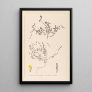 Louis Antoine Cusin - Herbier de la flore franaise Pl0378.webp