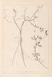 Herbier de la flore française Pl0379 - Louis Antoine Cusin — weergave van het kunstwerk