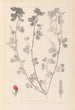 Herbier de la flore française Pl0380 - Louis Antoine Cusin — weergave van het kunstwerk