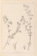 Herbier de la flore française Pl0382 - Louis Antoine Cusin — weergave van het kunstwerk