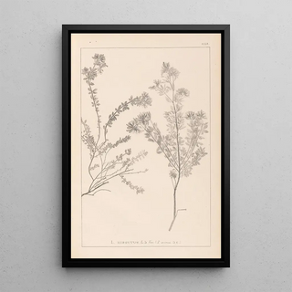 Louis Antoine Cusin - Herbier de la flore franaise Pl0383.webp