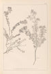 Herbier de la flore française Pl0383 - Louis Antoine Cusin — weergave van het kunstwerk