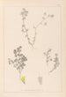 Herbier de la flore française Pl0384 - Louis Antoine Cusin — weergave van het kunstwerk