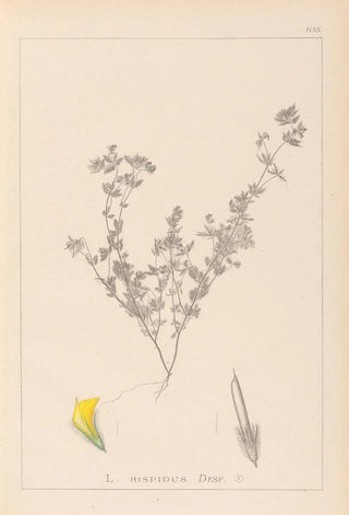 Louis Antoine Cusin - Herbier de la flore franaise Pl0387.webp