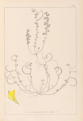 Louis Antoine Cusin - Herbier de la flore franaise Pl0388.webp