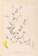 Herbier de la flore française Pl0389 - Louis Antoine Cusin — weergave van het kunstwerk