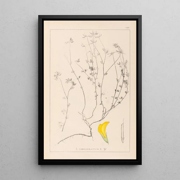 Louis Antoine Cusin - Herbier de la flore franaise Pl0390.webp