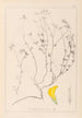Herbier de la flore française Pl0390 - Louis Antoine Cusin — weergave van het kunstwerk