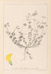 Herbier de la flore française Pl0391 - Louis Antoine Cusin — weergave van het kunstwerk