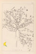 Herbier de la flore française Pl0392 - Louis Antoine Cusin — weergave van het kunstwerk