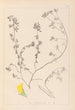 Herbier de la flore française Pl0394 - Louis Antoine Cusin — weergave van het kunstwerk