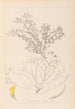 Herbier de la flore française Pl0395 - Louis Antoine Cusin — weergave van het kunstwerk