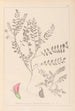 Herbier de la flore française Pl0398 - Louis Antoine Cusin — weergave van het kunstwerk