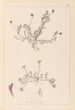Herbier de la flore française Pl0399 - Louis Antoine Cusin — weergave van het kunstwerk