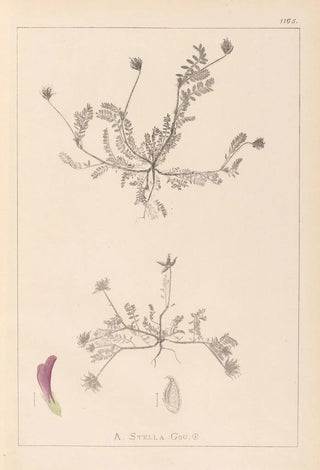 Louis Antoine Cusin - Herbier de la flore franaise Pl0399.webp