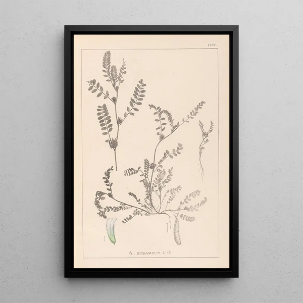 Louis Antoine Cusin - Herbier de la flore franaise Pl0400.webp