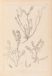 Herbier de la flore française Pl0402 - Louis Antoine Cusin — weergave van het kunstwerk