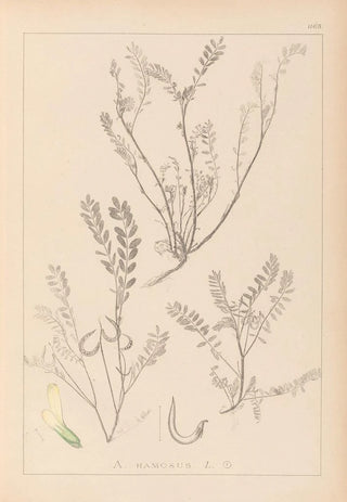 Louis Antoine Cusin - Herbier de la flore franaise Pl0402.webp