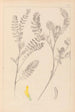 Herbier de la flore française Pl0403 - Louis Antoine Cusin — weergave van het kunstwerk