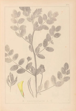 Louis Antoine Cusin - Herbier de la flore franaise Pl0404.webp
