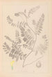 Herbier de la flore française Pl0405 - Louis Antoine Cusin — weergave van het kunstwerk