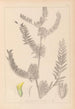 Herbier de la flore française Pl0406 - Louis Antoine Cusin — weergave van het kunstwerk