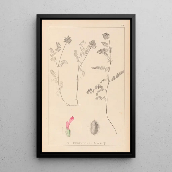 Louis Antoine Cusin - Herbier de la flore franaise Pl0408.webp