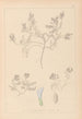 Herbier de la flore française Pl0409 - Louis Antoine Cusin — weergave van het kunstwerk