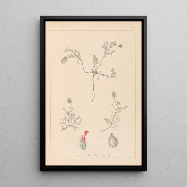Louis Antoine Cusin - Herbier de la flore franaise Pl0410.webp