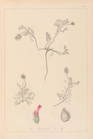 Louis Antoine Cusin - Herbier de la flore franaise Pl0410.webp