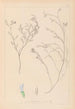 Herbier de la flore française Pl0414 - Louis Antoine Cusin — weergave van het kunstwerk