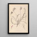 Herbier de la flore française Pl0416 - Louis Antoine Cusin — ingelijst kunstwerk aan de muur