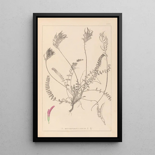 Louis Antoine Cusin - Herbier de la flore franaise Pl0416.webp