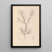 Herbier de la flore française Pl0419 - Louis Antoine Cusin — ingelijst kunstwerk aan de muur