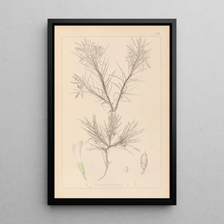 Louis Antoine Cusin - Herbier de la flore franaise Pl0419.webp