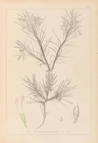 Louis Antoine Cusin - Herbier de la flore franaise Pl0419.webp