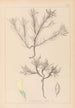Herbier de la flore française Pl0420 - Louis Antoine Cusin — weergave van het kunstwerk
