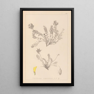 Louis Antoine Cusin - Herbier de la flore franaise Pl0422.webp