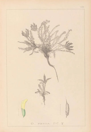 Louis Antoine Cusin - Herbier de la flore franaise Pl0423.webp