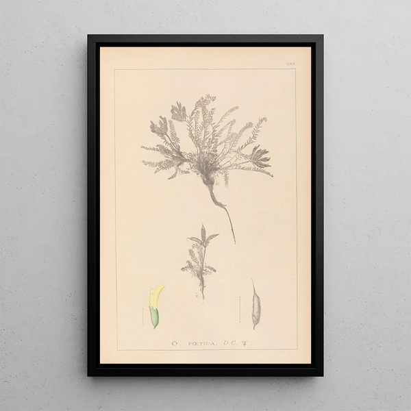Louis Antoine Cusin - Herbier de la flore franaise Pl0423.webp