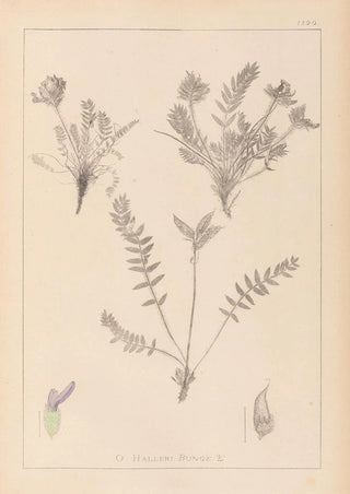 Louis Antoine Cusin - Herbier de la flore franaise Pl0424.webp