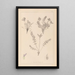Herbier de la flore française Pl0424 - Louis Antoine Cusin — ingelijst kunstwerk aan de muur