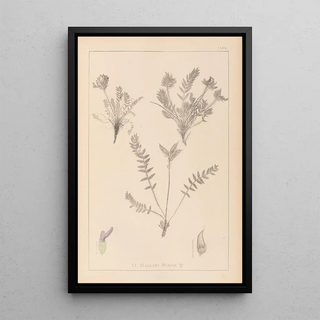 Louis Antoine Cusin - Herbier de la flore franaise Pl0424.webp