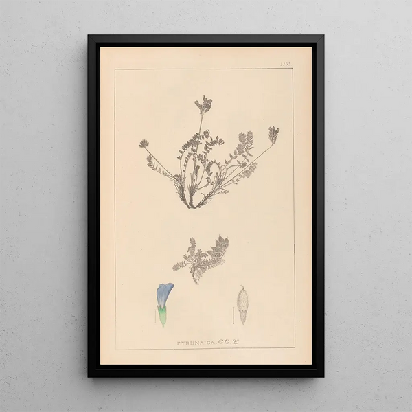 Louis Antoine Cusin - Herbier de la flore franaise Pl0425.webp