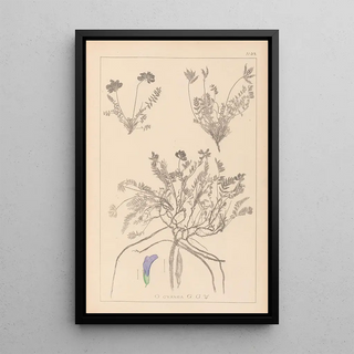 Louis Antoine Cusin - Herbier de la flore franaise Pl0426.webp