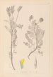 Herbier de la flore française Pl0428 - Louis Antoine Cusin — artwork view