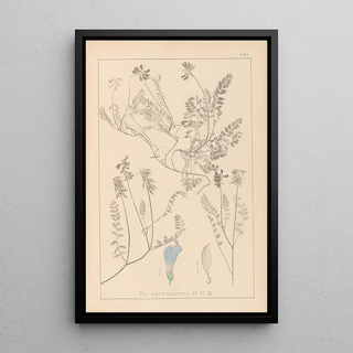 Louis Antoine Cusin - Herbier de la flore franaise Pl0431.webp